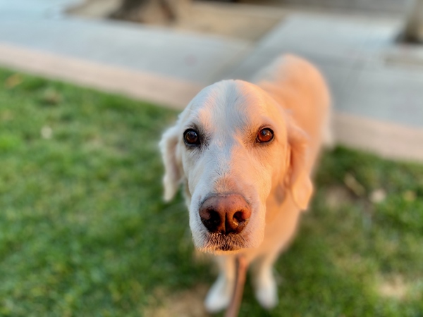 Doggies