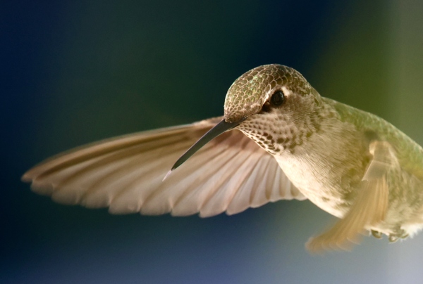 A hummingbird near our balcony in 2020, during the covid lockdown
